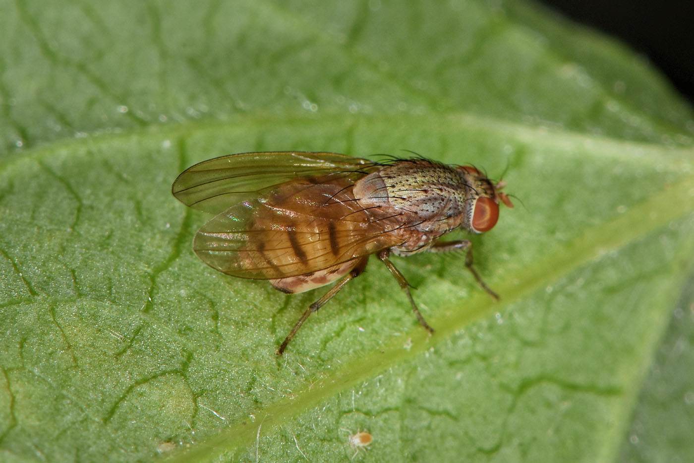 Lauxaniidae?  S, : Minettia gr. fasciata,  femmina